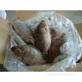 Tilapia Fish gelé oreochromis niloticus écheté à l&#39;échelle